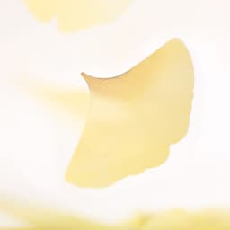 [APREE]スティッキーリーフ_透明イチョウ(Yellow,L) 3
