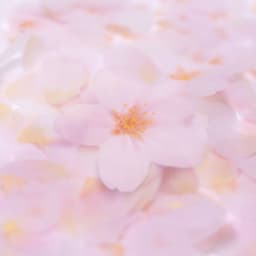 [APREE]スティッキーリーフ_透明桜(Pink,L) 3