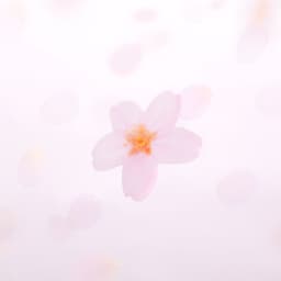 [APREE]スティッキーリーフ_透明桜(Pink,S) 2