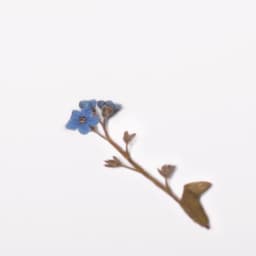 [アプリ]押し花ステッカー_勿忘草 2
