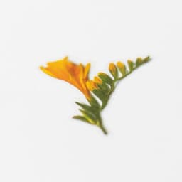 [アプリ] 押し花ステッカー_フリージア 4