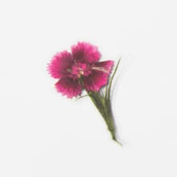 [アプリ]押し花ステッカー_ナデシコ 4