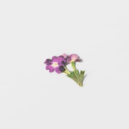 [アプリ]押し花ステッカー_バーベナ 4