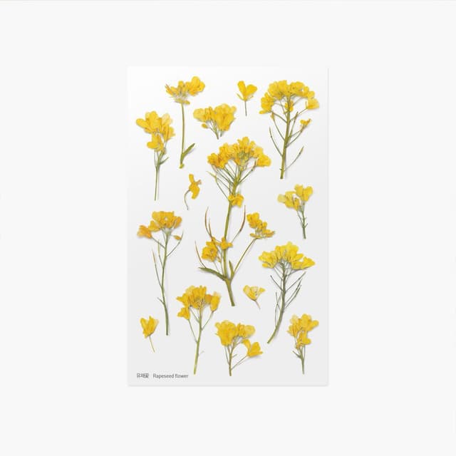 [アプリ]押し花ステッカー_菜の花