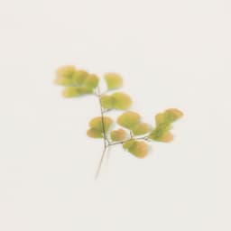 [アプリ]押し花ステッカー_アジアンタム 4