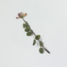 [アプリ]押し花ステッカー_タヌキマメ 4